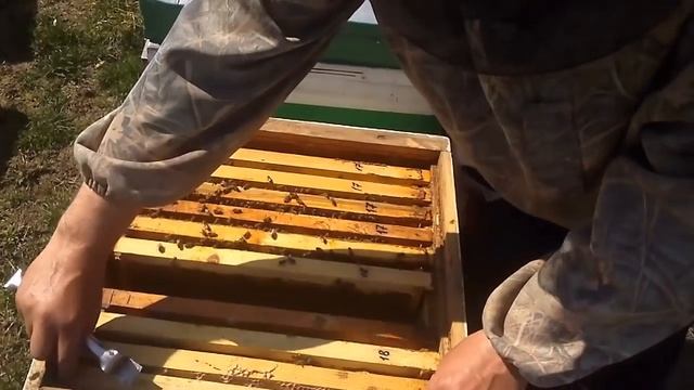 КОГДА НАЧИНАТЬ СОБИРАТЬ ПЫЛЬЦУ? ПОДГОТОВКА СЕМЕЙ К СБОРУ ПЫЛЬЦЫ! смотреть онлайн