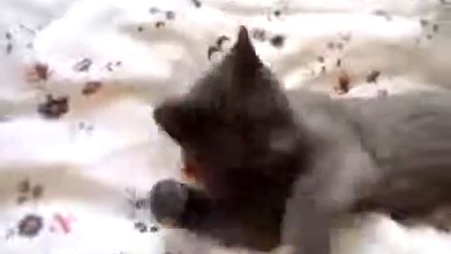 Кошка отвечает на вопросы хозяйки смотреть онлайн