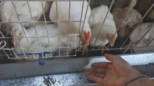 Как же отличить бройлеров КОББ 500 от РОСС//Клеточное выращивание бройлеров КОББ 500