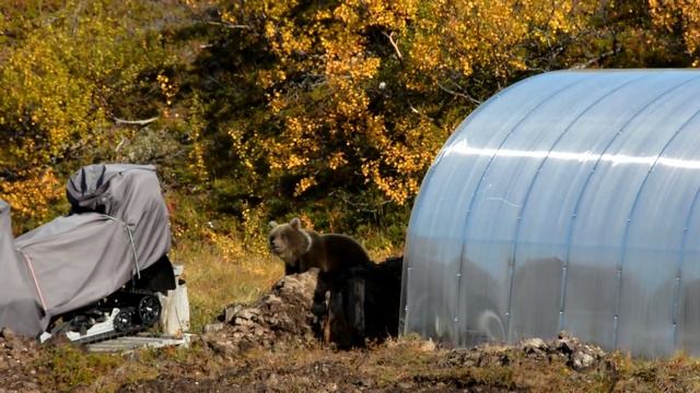 Мишки на Типановке часть вторая смотреть онлайн