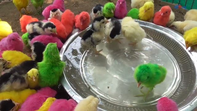 Funny Multi Color Murgi Hen Baby Chicks are Eating Food and Drinking Water | FishCutting смотреть онлайн