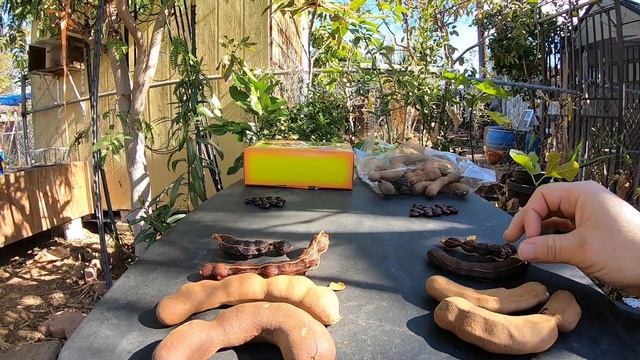 Tamarind Fruit, Sweet & Sour смотреть онлайн