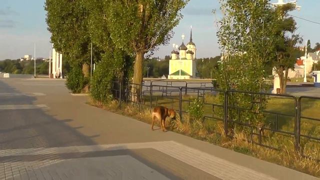 Волкодав Джерри // Wolfhound Jerry (6 months) смотреть онлайн