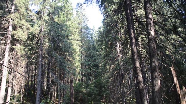 Карпати гора Кострич Чорногірський Хребет смотреть онлайн