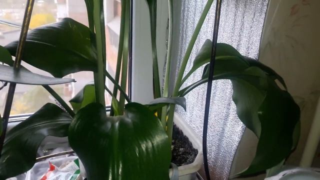 Белая лилия или эухарис скоро зацветет. смотреть онлайн