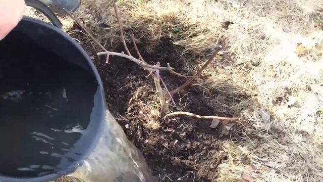 Первая подкормка гортензии весной