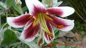 Лилия от-гибрид Мисс Лили ? от-гибрид лилия Мисс Лили обзор: как сажать, луковицы лилии Мисс Лили