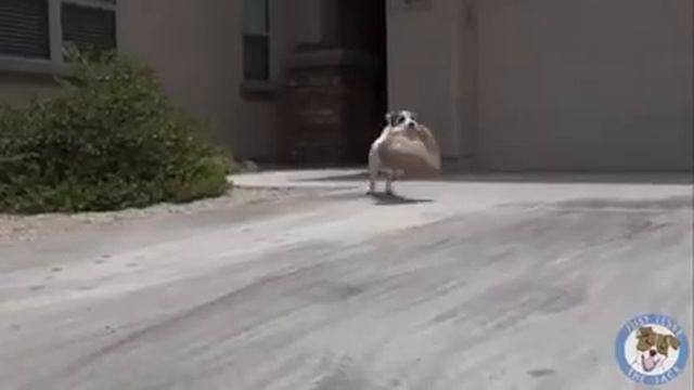 Самое умное создание смотреть онлайн