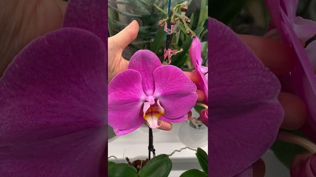 Зацвела орхидея, купленная как синголо. Цветок очень крупный😍💕#orchids #фаленопсис #phalaenopsis смотреть онлайн
