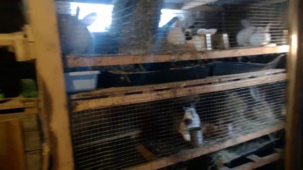 Покрытие крольчих.