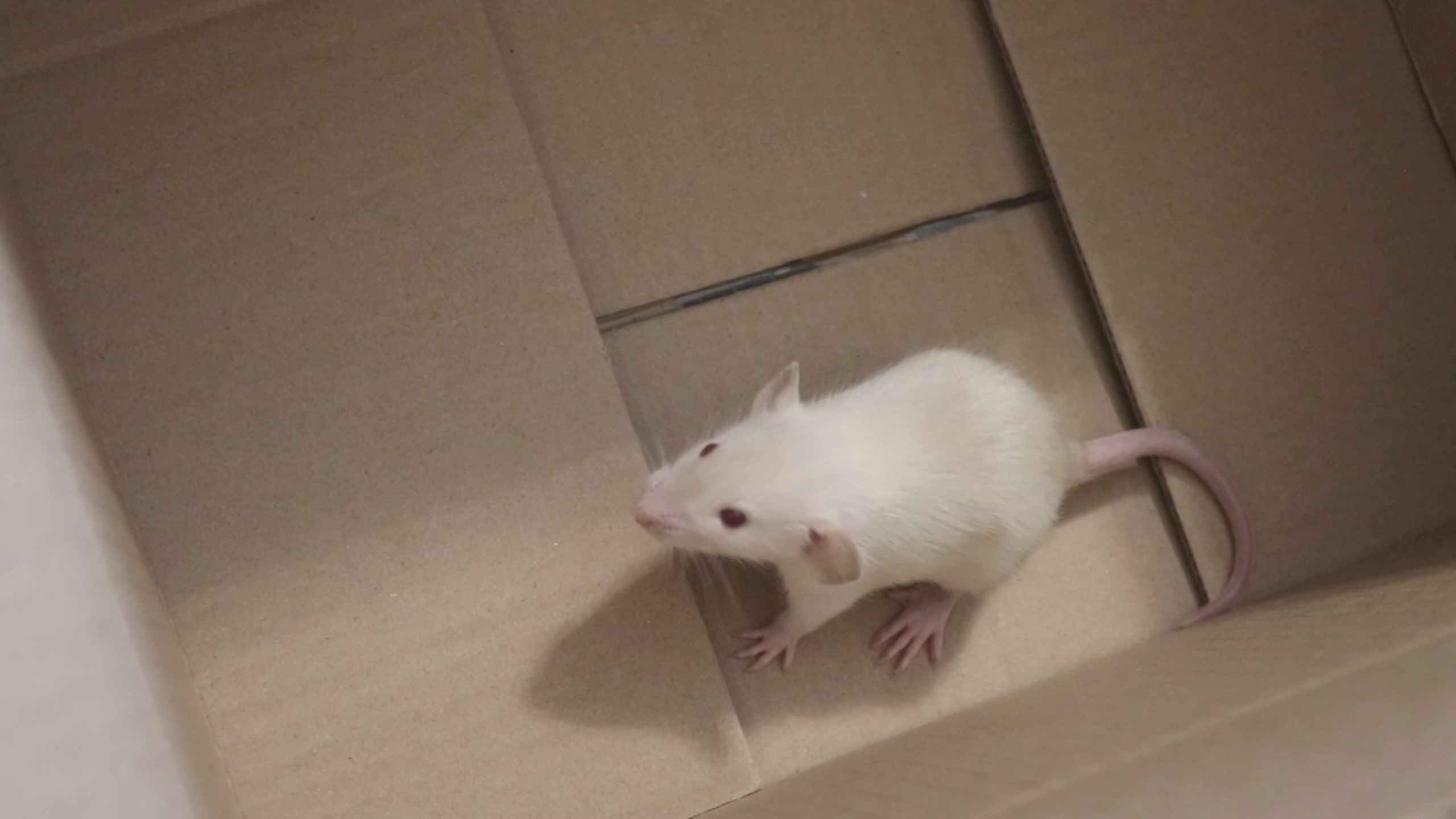 ПРОЩАЮСЬ С ОДНИМ ИЗ КРЫСЯТ смотреть онлайн