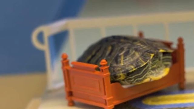 A Turtle Tale.mov смотреть онлайн