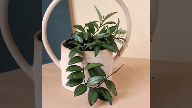 91 Hoya Plant Species | Hoya Varieties with names and its Identification | Plant and Planting смотреть онлайн
