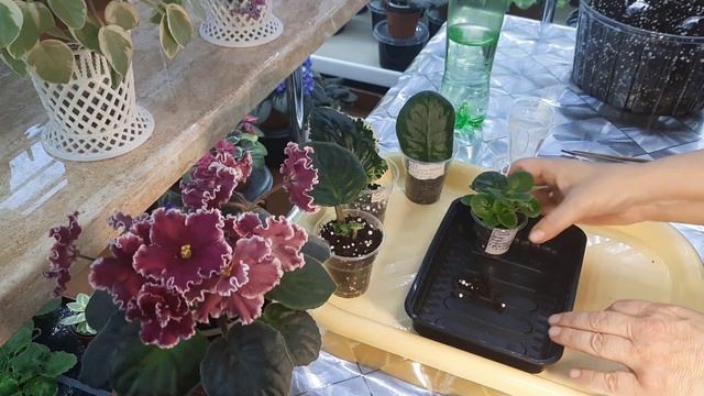 Как ускорить рост детки фиалки? Делюсь своим опытом! смотреть онлайн