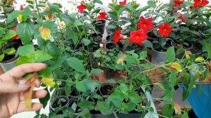 Белопероне, уход и размножение