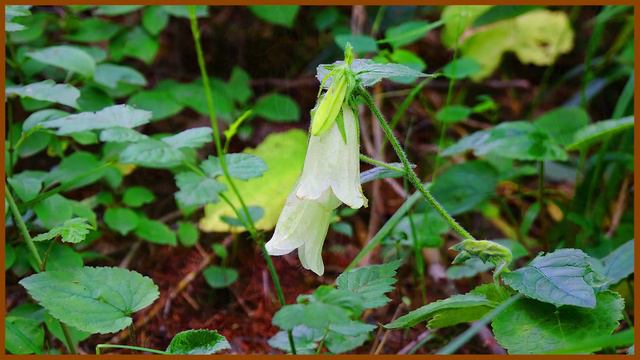 초롱꽃 야생화의신비 152편 #초롱꽃 #초롱꽃 나물 #자반풍령초 #꽃말 : 성실, 충실, 정의 #당뇨예방에  좋은식물