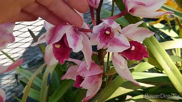 Цимбидиумы в саду. 庭のシンビジウム。Cymbidium