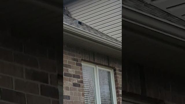 Baby Raccoons Using One-Way Door To Exit An Attic смотреть онлайн