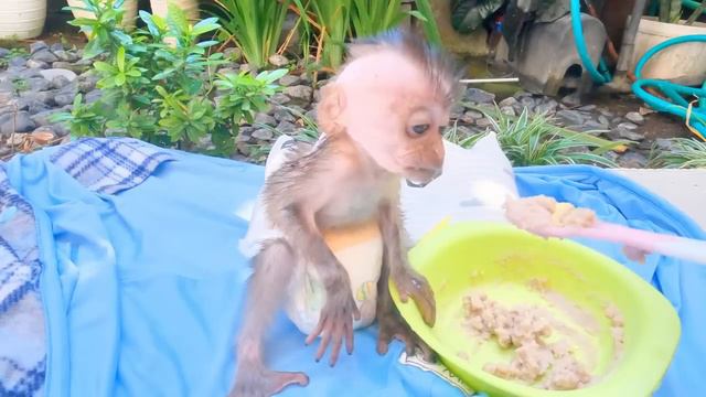 Mom Gives Ointment To Newborn Baby Monkey Dino While Enjoying Morning Sunbathing Together