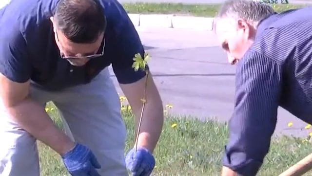 Акция “Дерево Мира" смотреть онлайн