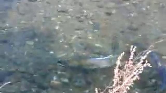 シロザケ　Oncorhynchus keta смотреть онлайн