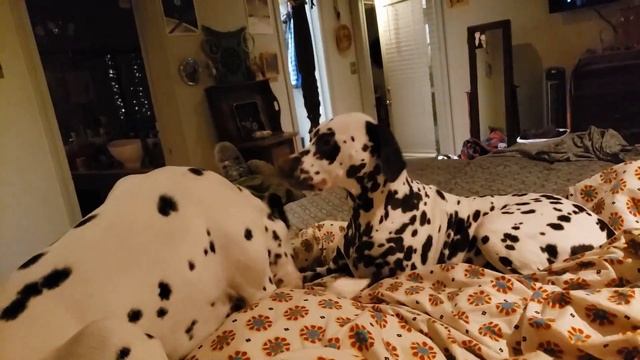 Dogs Jump And Play With Each Other On the Bed - 1189617-18 смотреть онлайн