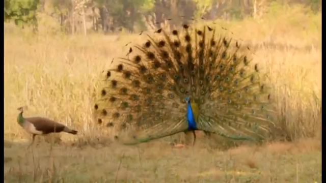 SRI LANKA смотреть онлайн