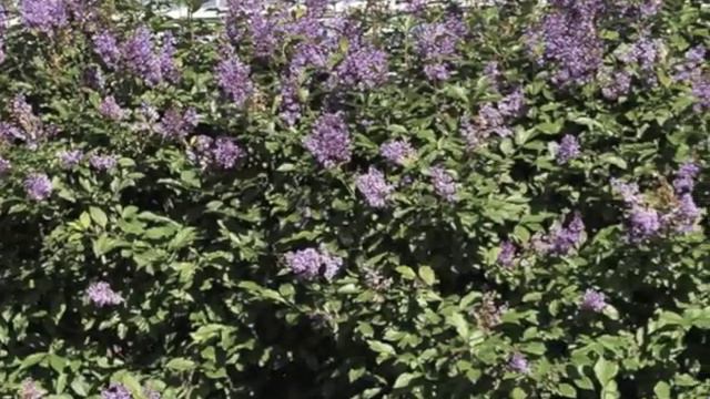 Syringa villosa late Lilac смотреть онлайн