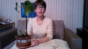 Мои комнатные растения. Бегония коралловая: уход