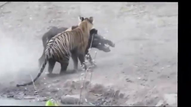Кабан и Колорад смотреть онлайн