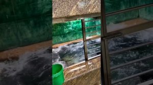 Арапаима #top #2024 #fishing #1k #рыбалка #змееголов #рыбалка