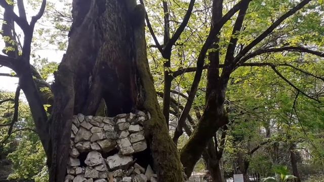 Сухумский ботанический сад. ????Абхазия ?. смотреть онлайн