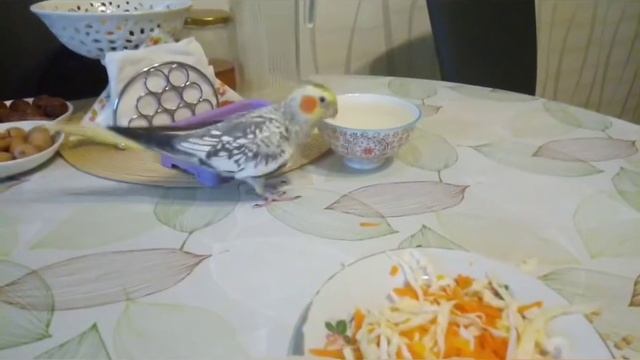 Какие овощи можно давать корелле. смотреть онлайн