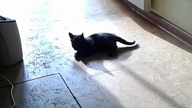 Котенок играет с мышью. смотреть онлайн