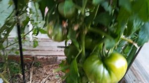 Томаты Фляшен, Безумие касади, Влюбленное сердце-обзор теплиц