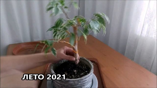 Бонсай из фикуса Бенджамина Короткая версия #FicusBenjamina #bonsai #BonsaiNaBalkone смотреть онлайн