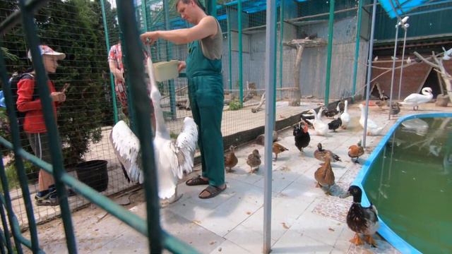 Пеликан в ЗООПАРКЕ ждёт рыбу. смотреть онлайн