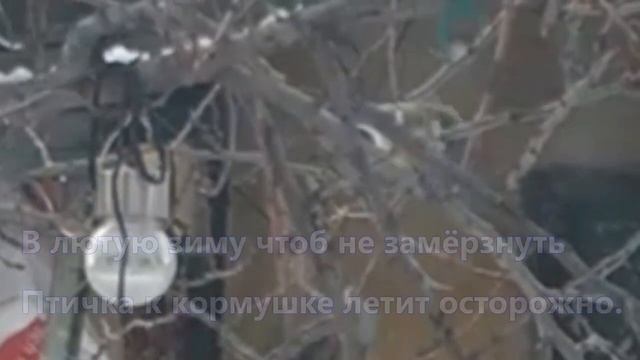 Птичка-синичка на абрикосе смотреть онлайн