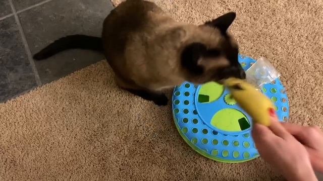 Не курите ничего ... =^..^= СИАМСКИЕ КОШКИ смотреть онлайн