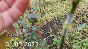 прививка розы на другую розу \\ rose grafting