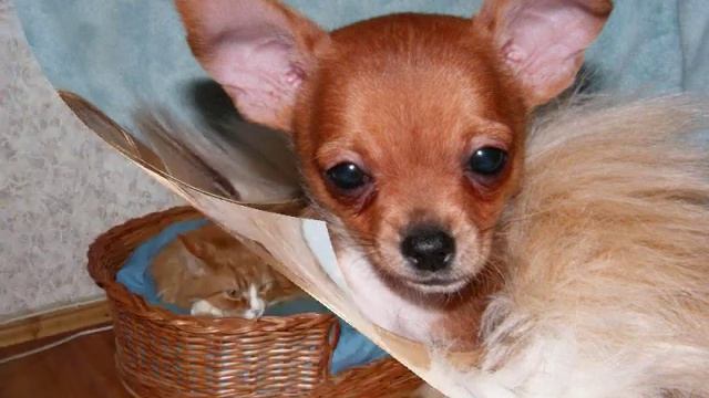 Доска объявлений www.a-doska.ru.wmv смотреть онлайн