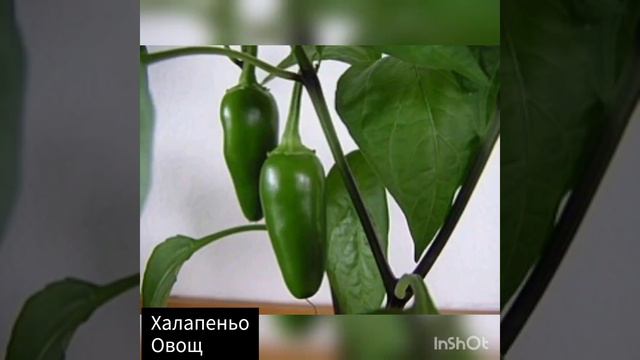 Фрукты, овощи, ягоды на букву Х смотреть онлайн