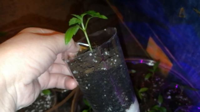 Экономим место, обрезаем края! с Татьяной Пивкиной. смотреть онлайн