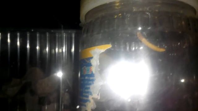 Стеатода гросса с детками смотреть онлайн