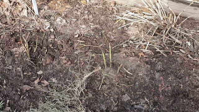 Укрытие роз на зиму