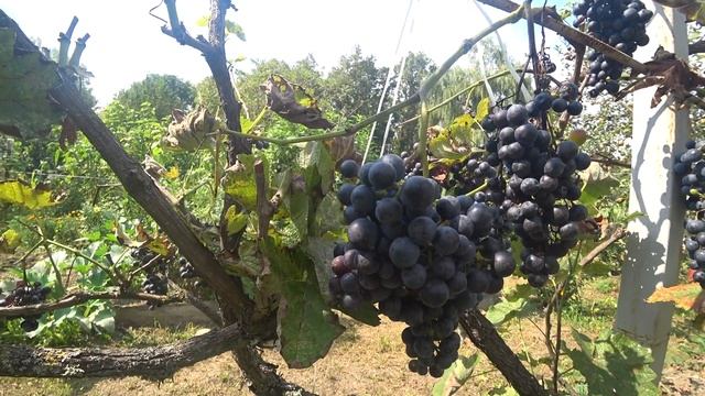 Конец августа в саду в Краснодарском крае смотреть онлайн