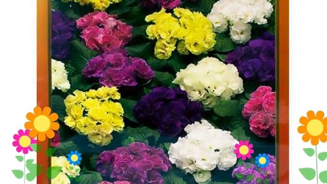 Примула обыкновенная (Палома). Краткий обзор, описание характеристик, где купить семена смотреть онлайн