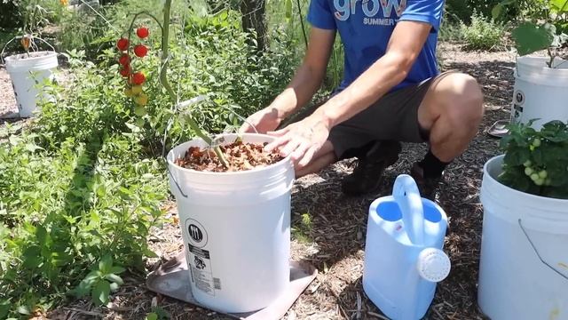 How to Grow TOMATOES in CONTAINERS, Complete Growing Guide смотреть онлайн