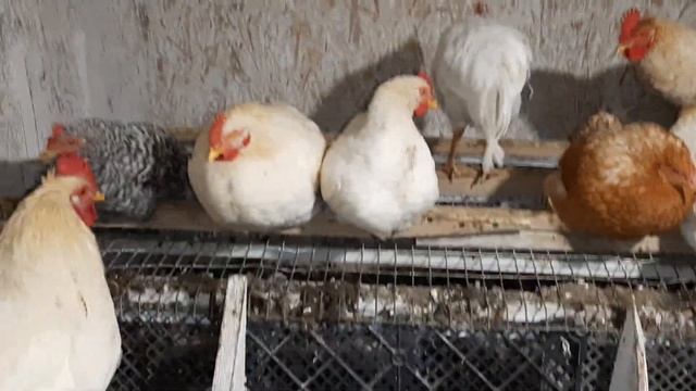 Обзор, весенний молодняк! #курятник #курынесушки #chick #куры #петухи смотреть онлайн