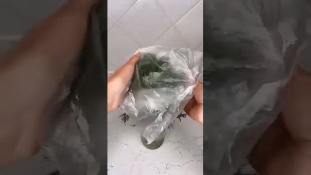 Зелень будет дольше оставаться свежей🥗Оставь реакцию🔥, если пост был полезен смотреть онлайн